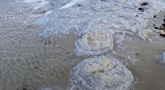 Empreintes fossile de dinosaure à marée basse